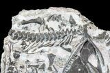 Incredible Permian Reptile (Captorhinus) Mass Mortality - Oklahoma #77986-3